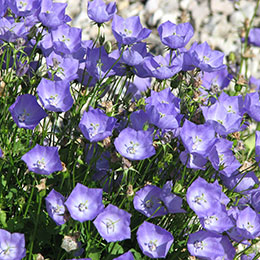 Campnula dos Crpatos azul